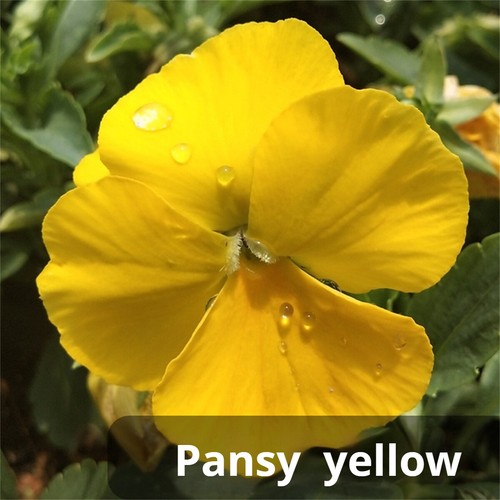 500 Multicolor Pansy Seeds Winter Cold-Resistant Iris Balcony Courtyard Flowers - Picture 5 of 41