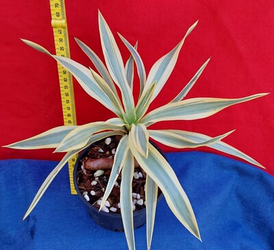 YUCCA SUNSET - Bonsai structure at the roots - 3 years old - good for arid  regio | eBay Australia