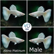 1 Female - Live Aquarium Guppy Fish High Quality - Albino Platinum White A  