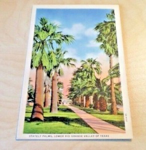 Vintage 1930 S Postcard Lower Rio Grande Valley Texas Stately Palms Not Posted Ebay