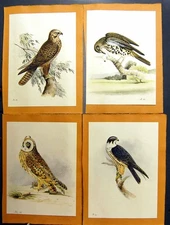 Original Old Antique Print Falcon Owl Hawk