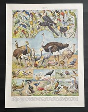 Planche originale ancienne Oiseaux 🦢 Larousse 1932 Artist Millot