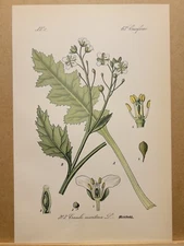 1886 ANTIQUE LITHOGRAPH ILLUSTRATION BOTANY FLOWER FLORA NATURE DECOR PICTURE...