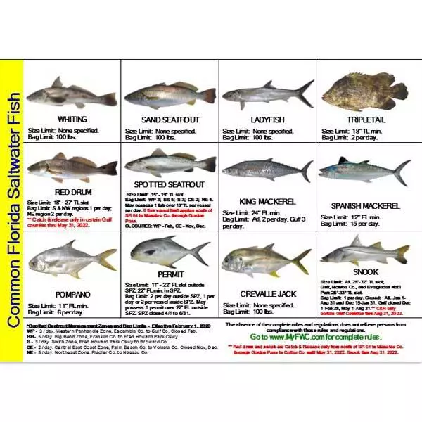 Saltwater Fish ID and Regulations MINI Card - Florida