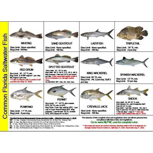 Saltwater Fish ID and Regulations MINI Card Florida eBay