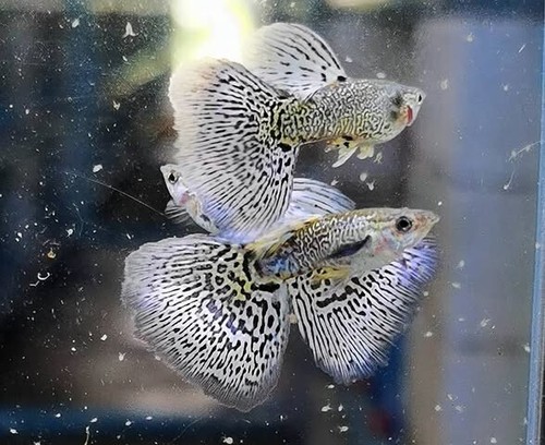 White king cobra guppies, 1 Pair 1 male , 1 female - Picture 4 of 14