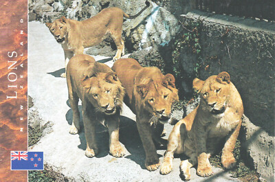 Ansichtskarte: Löwen - Rudel, Auckland ZOO, Neuseeland - lios prides