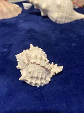 Vintage Horned Conch Seashell Shell home Decor Pink Gorgeous