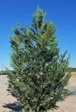 Murray Cypress Live Tree - 6-12" Tall - 3" Pot - Evergreen Cypress - Zones 6-10