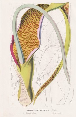 Sauromatum Guttatum Voodoo Lily Nepal Java botany Botanik Houtte Lithographie