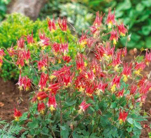 Columbine EASTERN RED Perennial PartShade Attracts Pollinators Non-GMO 500 Seeds