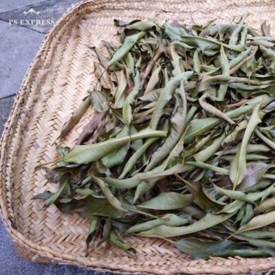 Mango Dried Leaves Natural Leaf 100% Herbal ORGANIC Fresh Organic Quality 100pcs