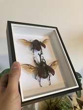 Nashornk&auml;fer Paar A1 ausgebreitet | Pr&auml;parat | Insekt | Taxidermy