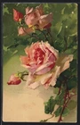 Artist postcard Catharina Klein: pink blooming roses 1911