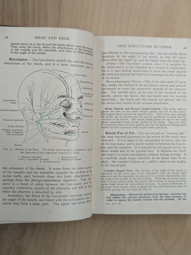 Conninghams Manual Of Practical Anatomy Volume III 1949, Head, Neck & Brain - Picture 5 of 7