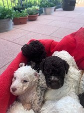 cuccioli di lagotto romagnolo