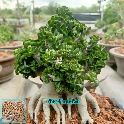 Dorset Horn Adenium Arabicum Desert Rose PHET-PHUN-RAN Short Wavy Leaves 5seeds