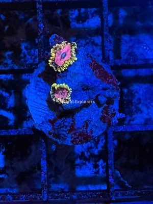 CE- WYSIWYG Pink Diamond Zoa Zoanthid Frag Live Coral LPS SPS #R1GF16