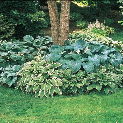 Hosta Mix 3 pots in 4'' pots