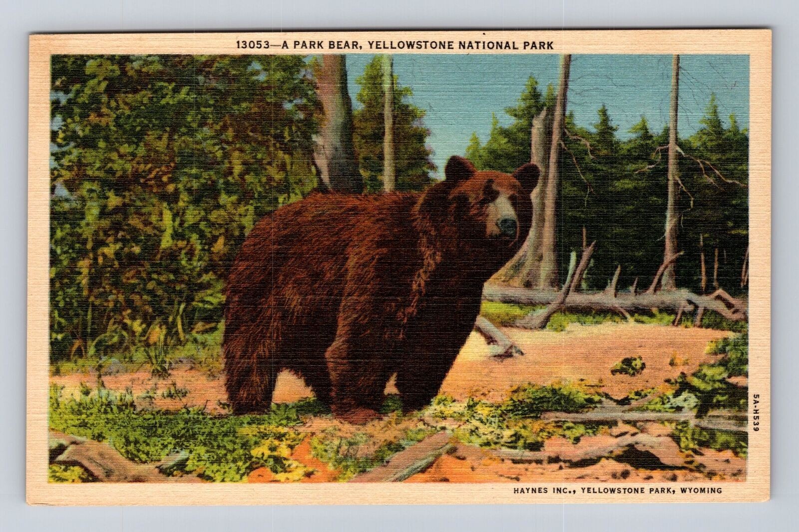 Yellowstone National Park, Park Bear, Series #13053 Vintage Souvenir Postcard