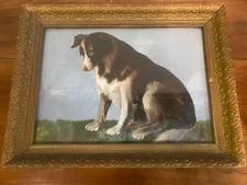 Antique Victorian Collie Australian Shepherd Dog Original Oil In Beautiful Frame