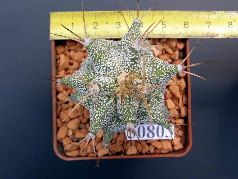 Astrophytum ornatum cv.Kikko, seedling /30803/, D 45 mm, own root - Image 2 of 2
