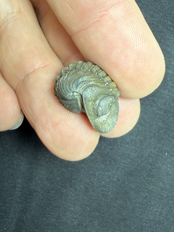 Rolled  Phacops  Trilobite fossil Devonian of Morocco