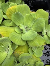  SALE LIVE Water Lettuce  Hyacinth 6.19/each. FREE DUCKWEED INCLUDED 
