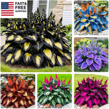170 Mix Hosta Seeds for Planting - Perennial Shade Garden Plant Seeds