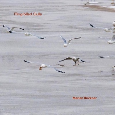 Ring-billed Gulls by Marian Brickner (English) Paperback Book