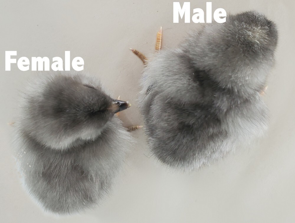 30 Blue Sex Link Chicken Sapphire Gem - Hatching Eggs | eBay