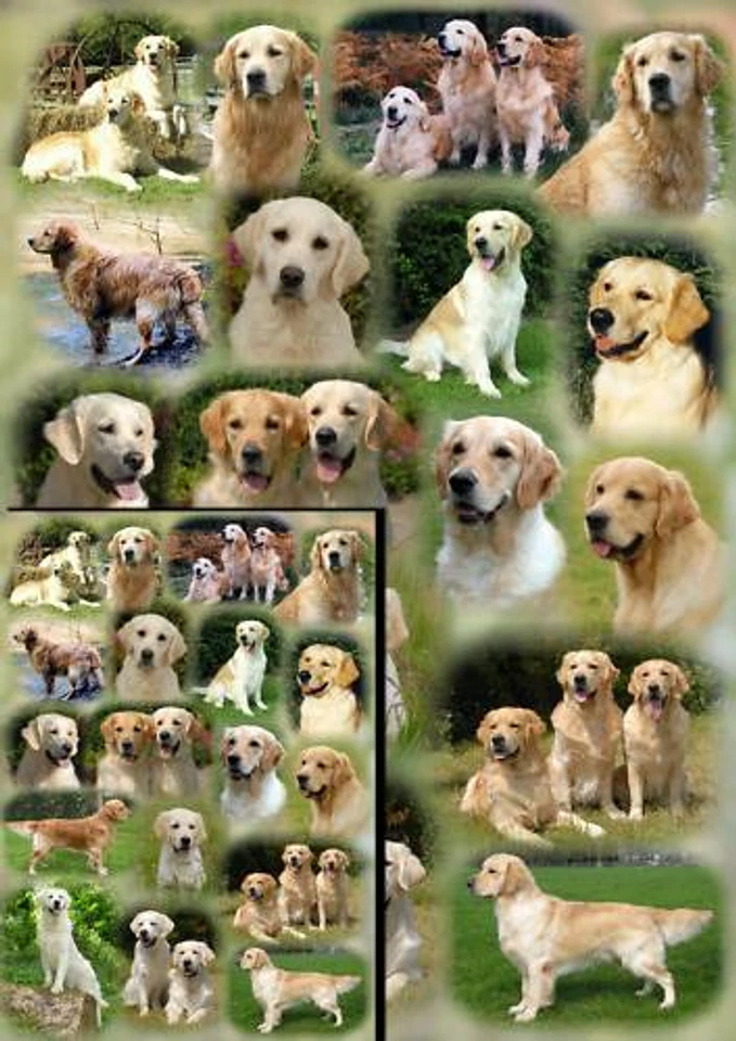 Golden Retriever Dog Gift Wrapping Paper By Starprint - One sheet plus gift card