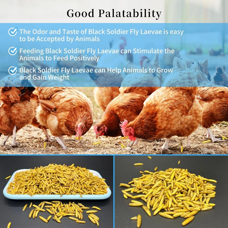 Larvas de mosca soldado negro seco de 5-40 lb gusanos de harina para pollos pájaros golosinas no transgénicas Foto 4 de 4