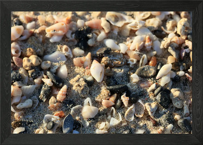 Shells close up Elafonisi Framed Wall Art Poster Canvas Print Picture