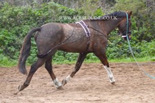 Horse Lunging Training Aid With Body Roller Pad Set Black and  Brown
