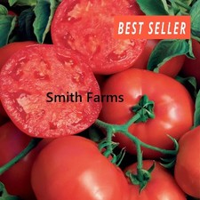 50 Seeds BushSteak Tomato Hybrid Juicy Easy Grow Vegetable Garden Planting