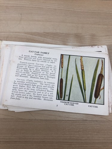 WILDFLOWERS OF AMERIKA ~ antikes Softcover ~ Jane Harvey & Irving Lawson um 1932 - Bild 6 von 8