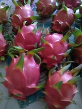10 Organic Dragon Fruit cuttings 8-12 inches check the Description
