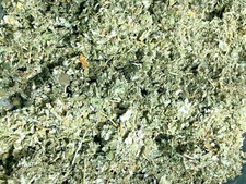 red raspberry leaf organic botanical herb tea 1 2 4 8 oz lb