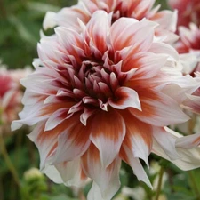 FROST NIP Dinner Plate Dahlia Bulb Tuber Clump *TRULY INCREDIBLE BLOOMS  * NEW
