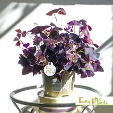 1 Oxalis Triangularis Edible Purple Shamrock Butterfly Love House Plant 12cm Pot