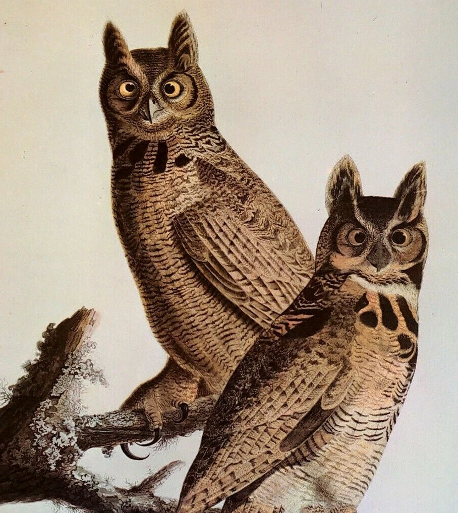 Vintage Horned Owl Illustration