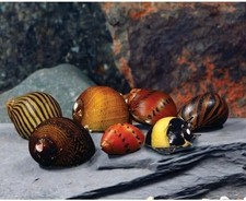 Live Freshwater Aquarium Fish - 6 Varied Nerite Snails - 6 Pack of Mixed Nerit
