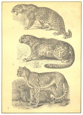 LEOPARDEN. 1 Leopard Panther; 2 Schneeunzen; 3 Jagdgepard 1907 alter Druck
