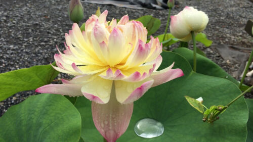 CHARMING LIPS Hardy Lotus Rhizome Tuber Live Pond Patio Bog Plant Flower Bloom - Picture 4 of 7