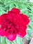darling_rose1