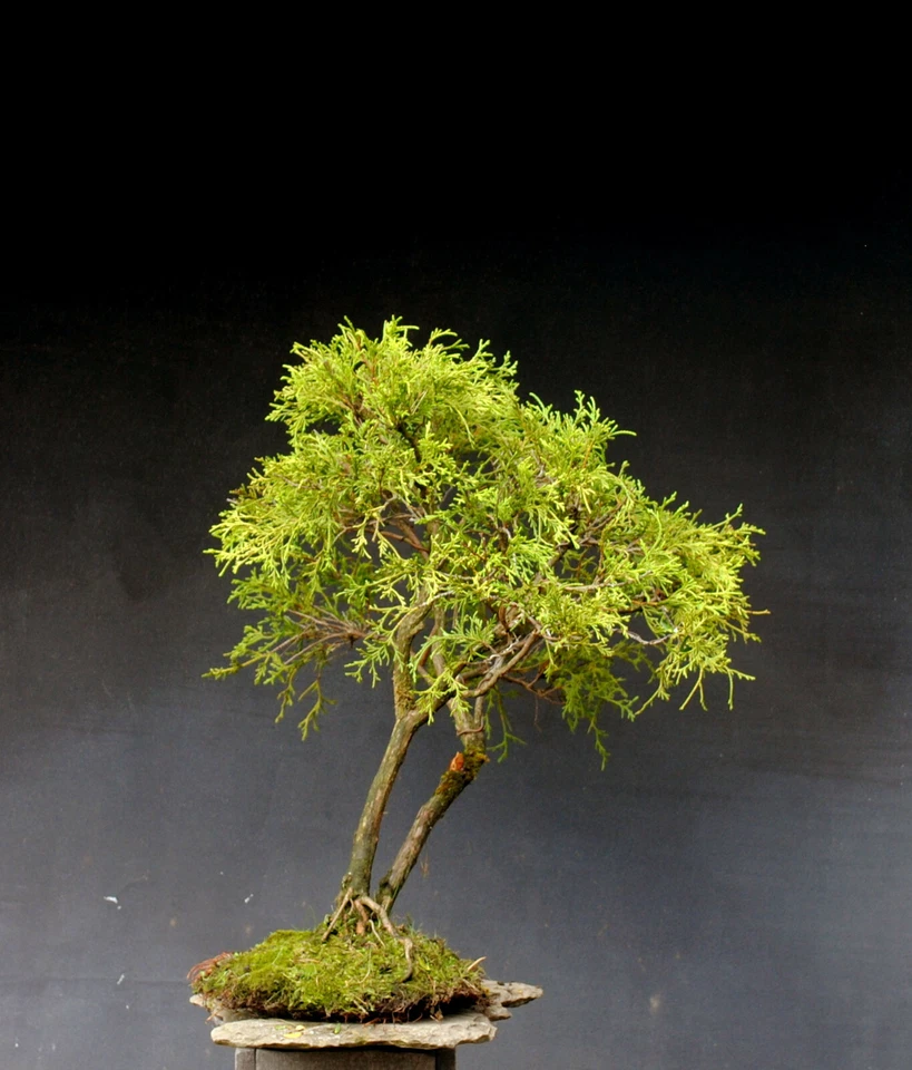 Bonsai outdoor winterhart Scheinzypresse  H68 B85 D3,5 cm  - Bild 4 von 4