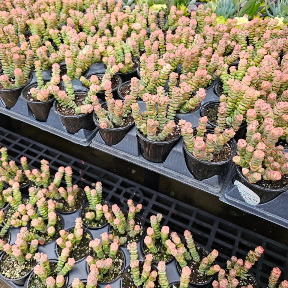 1 Live Variegated String of Buttons – 2 Inch Pot – Spiral Crassula Succulent - Image 2 of 4