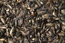 Black OIL SUNFLOWER Seed Feed Wild Song Bird Food Microgreens Midwest Grown USA