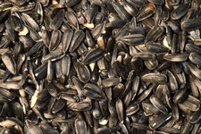 Black OIL SUNFLOWER Seed Feed Wild Song Bird Food Microgreens Midwest Grown USA 